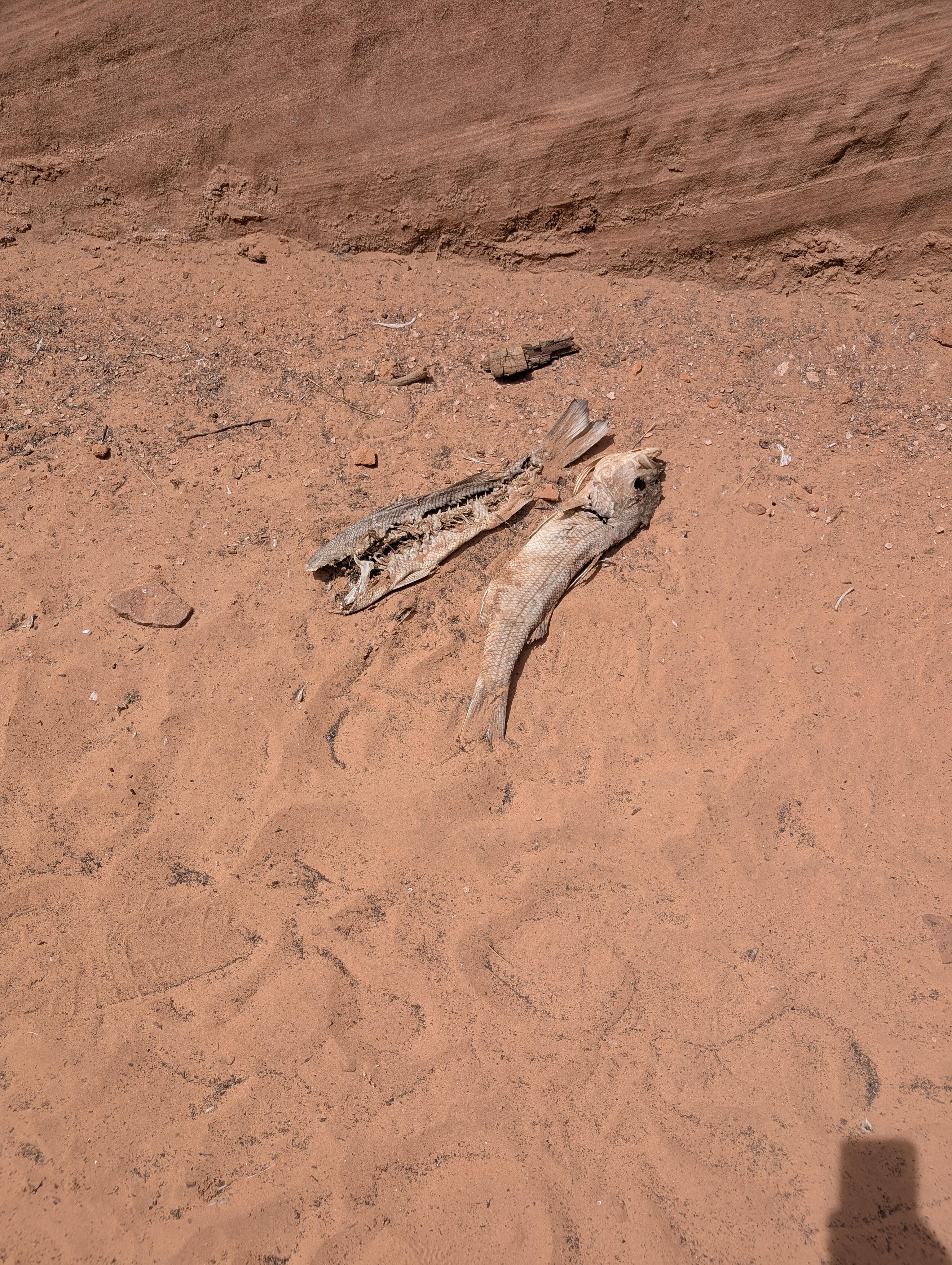 There were dead fish everywhere :(